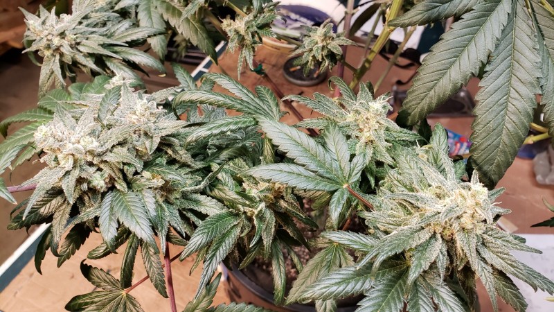 16244811564005881775240426043439