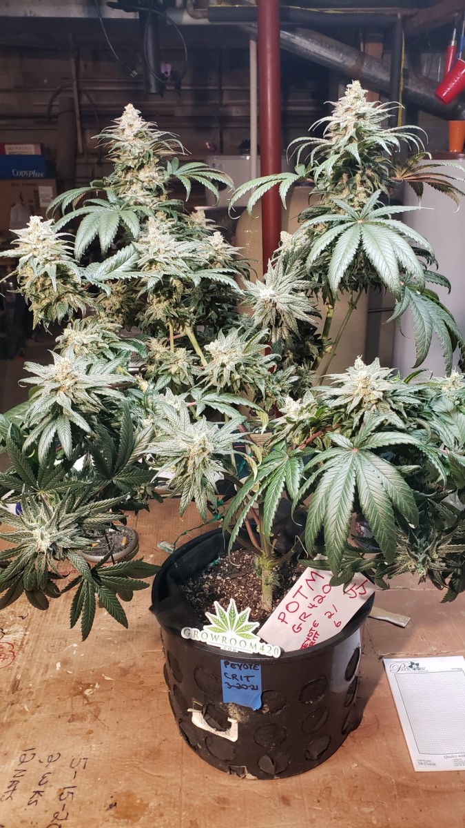 16244816390311057670743261440382