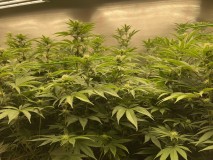 BBEE61B9-2B3B-48AA-85DA-7FA3EA0E9B05