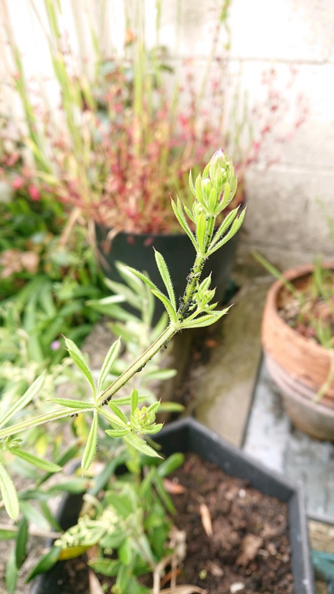 obscura1624539340687