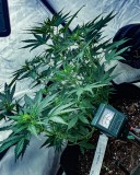 C9DA7C57-9A04-45A6-A1D7-20DAADA0A252