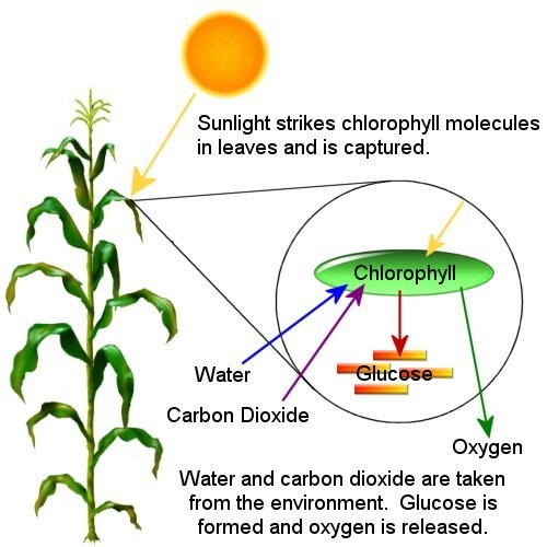 Photosynthesis