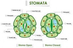 downloadstomata