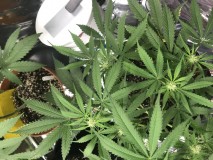 77FA416E-5401-4D07-AD8E-31CAF24F0EB7