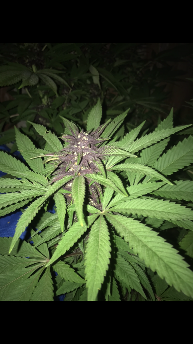 F00CDDEC-A462-41E0-A4B0-C7F51B90A3F2