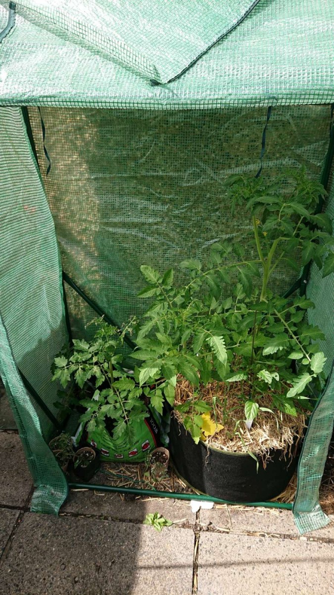 obscura1624719541636