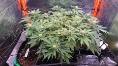 obscura1624722819460