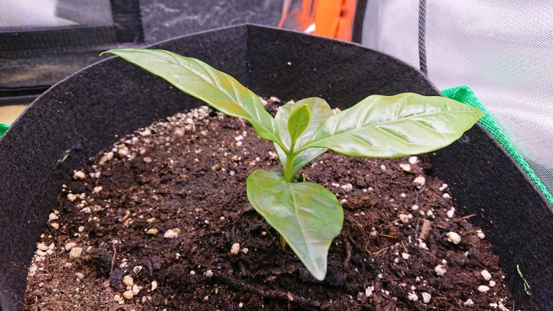 obscura1624723416001