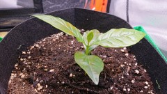 obscura1624723416001