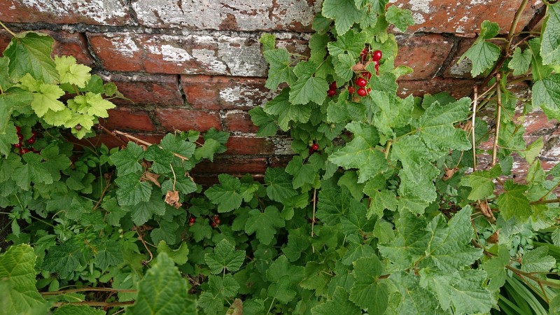 obscura1624798360437