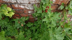 obscura1624798360437