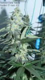 auto 76 days vk 37 days 011