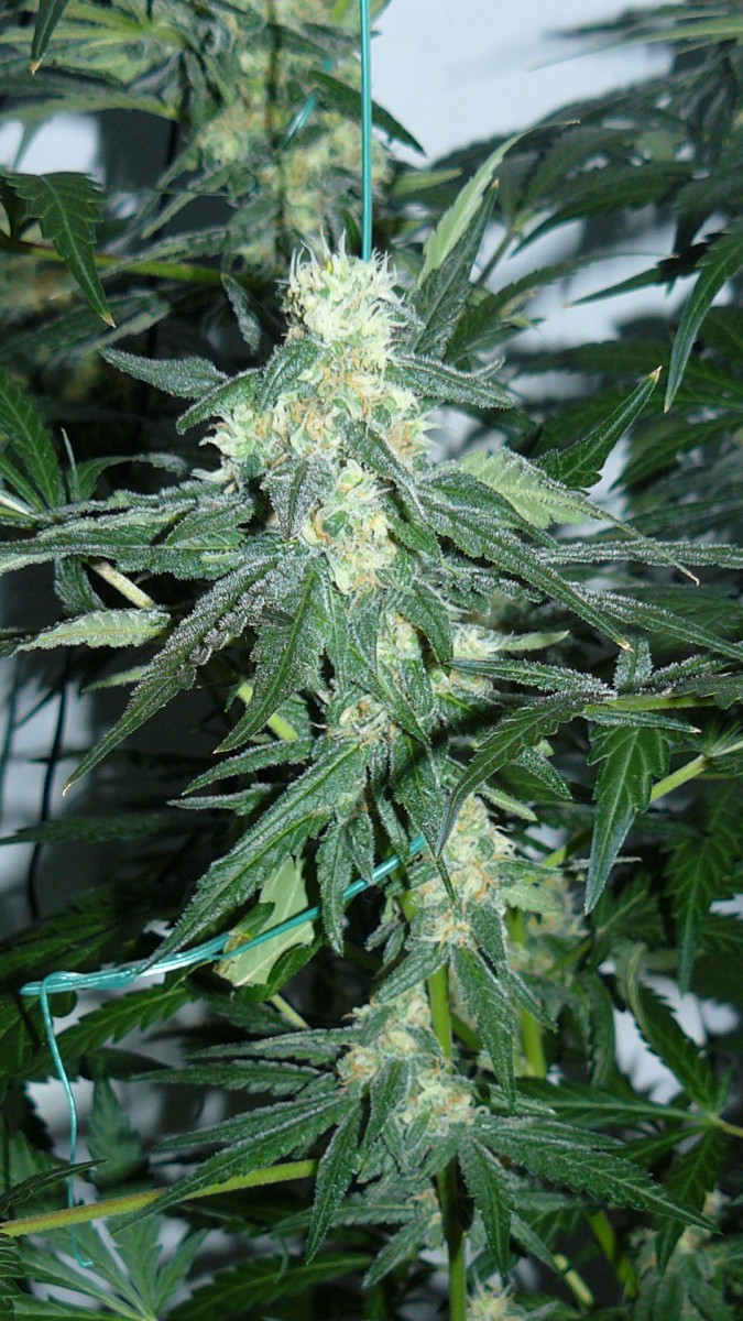 auto 76 days vk 37 days 024