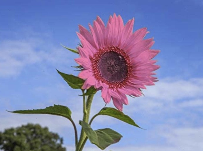 8BB17A9C-195C-47ED-889B-528E28906851