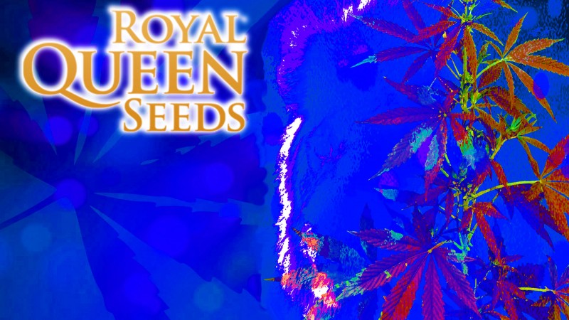 mn rqs green seedz yel leaf