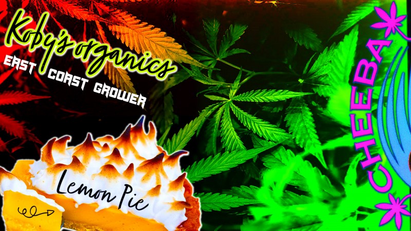 mn cheeba beans east coast