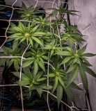 2D2AF1C3-6233-4D94-B7BC-7F68D88E5A9D