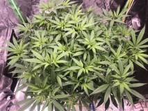 5A619AA0-93EC-46C2-9961-BD71DBDDA8DB