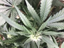 900CE9C2-7DFA-4538-855D-25271FCDF261