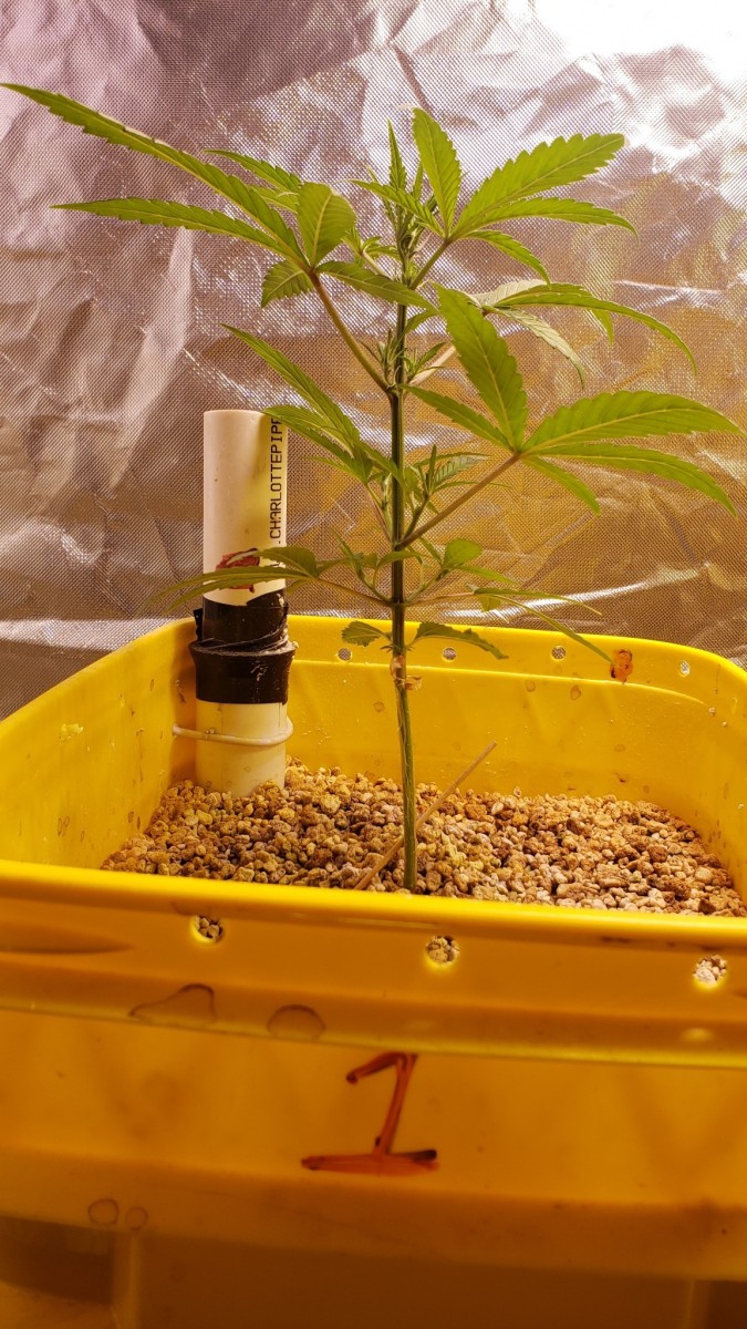 16250949650207828055393660679496