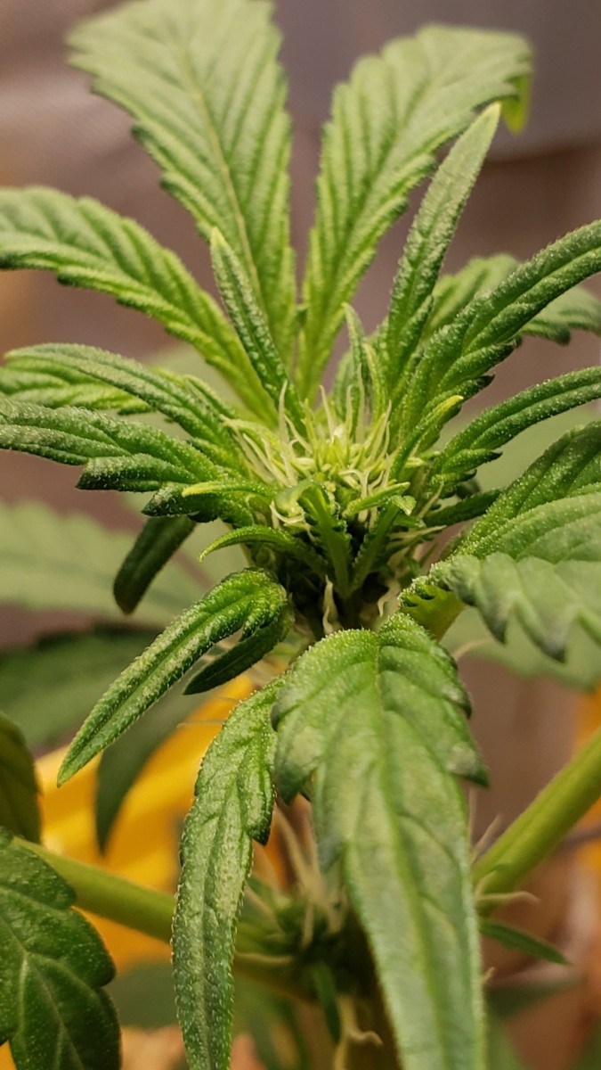 16251094875805557943246746780151