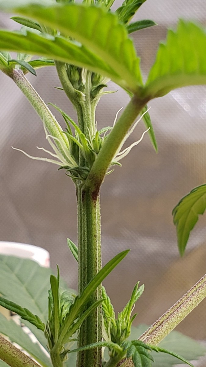 16251097555403849485007864370353