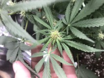 2662C039-40DA-42A1-A0FB-326803EFBA3C