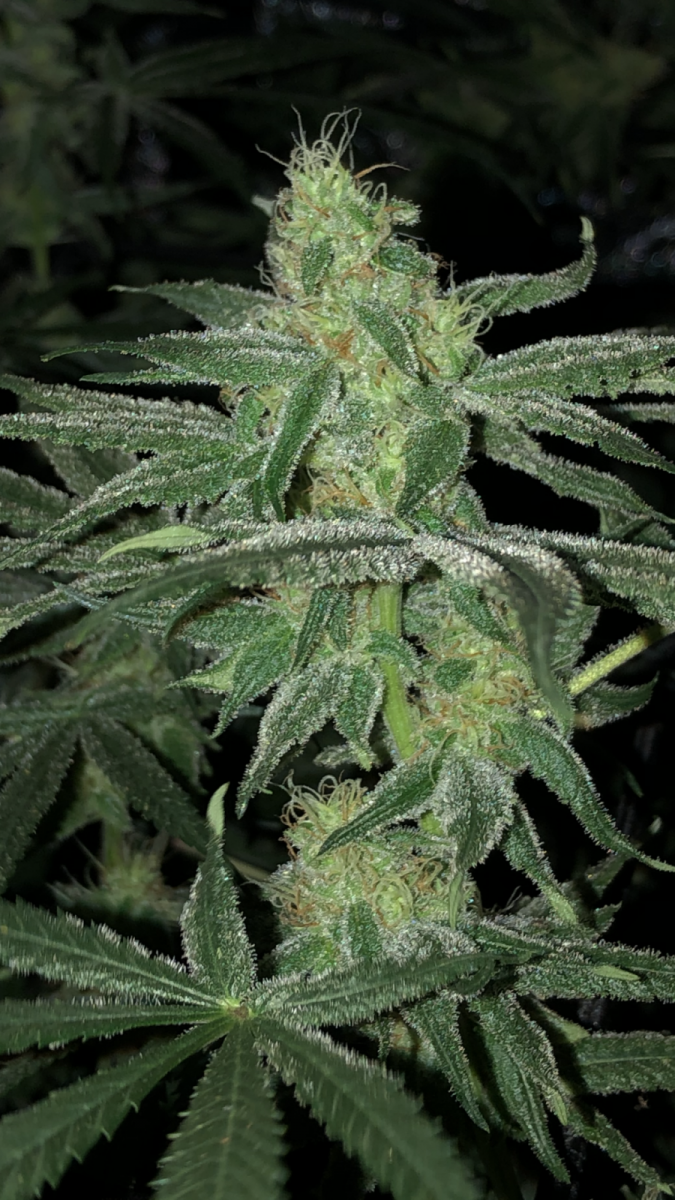 7A3AC142-C3FE-438A-A2E1-0E8129BFB851