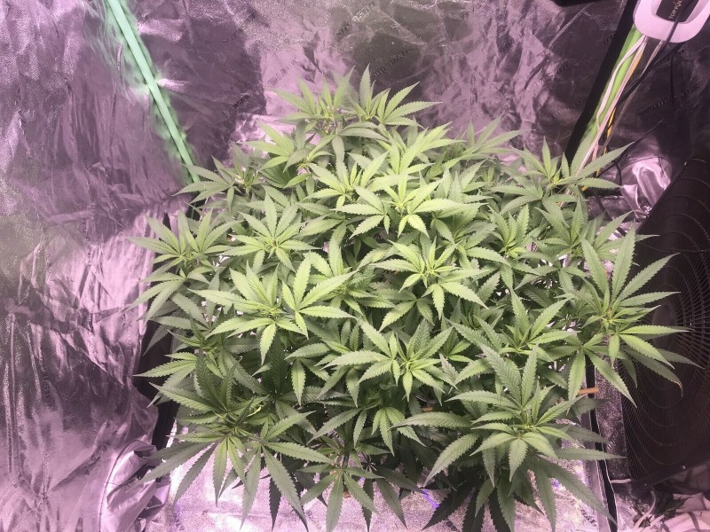 4AB8FA78-C619-4C29-B837-9276746F4245