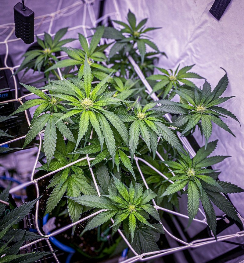 990EA7AA-F02B-46A4-9688-0D6D67737075