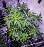 990EA7AA-F02B-46A4-9688-0D6D67737075