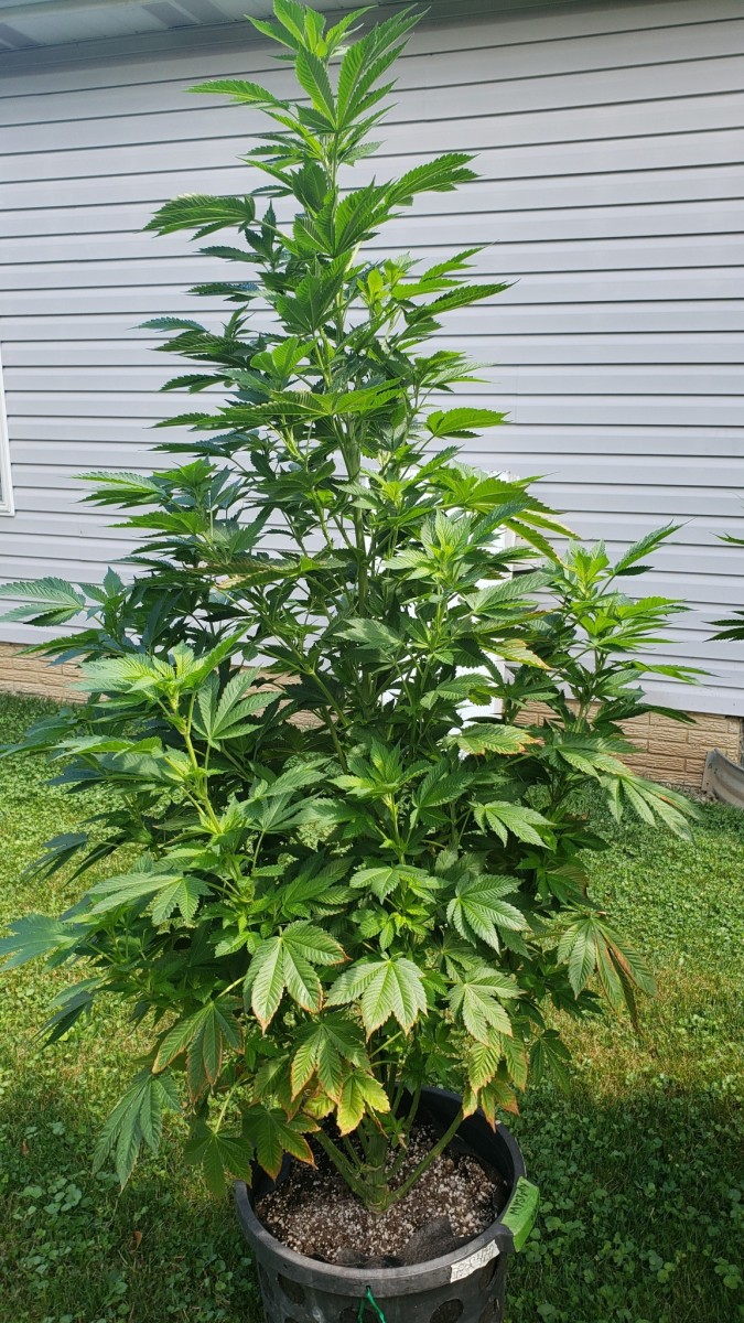 16252390718193770899940683468351