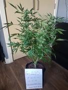 Fas420 POTM Apr 2018