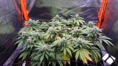 obscura1625326016958