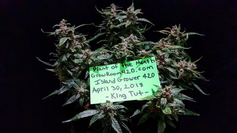 IslandGrower POTM Apr 2018