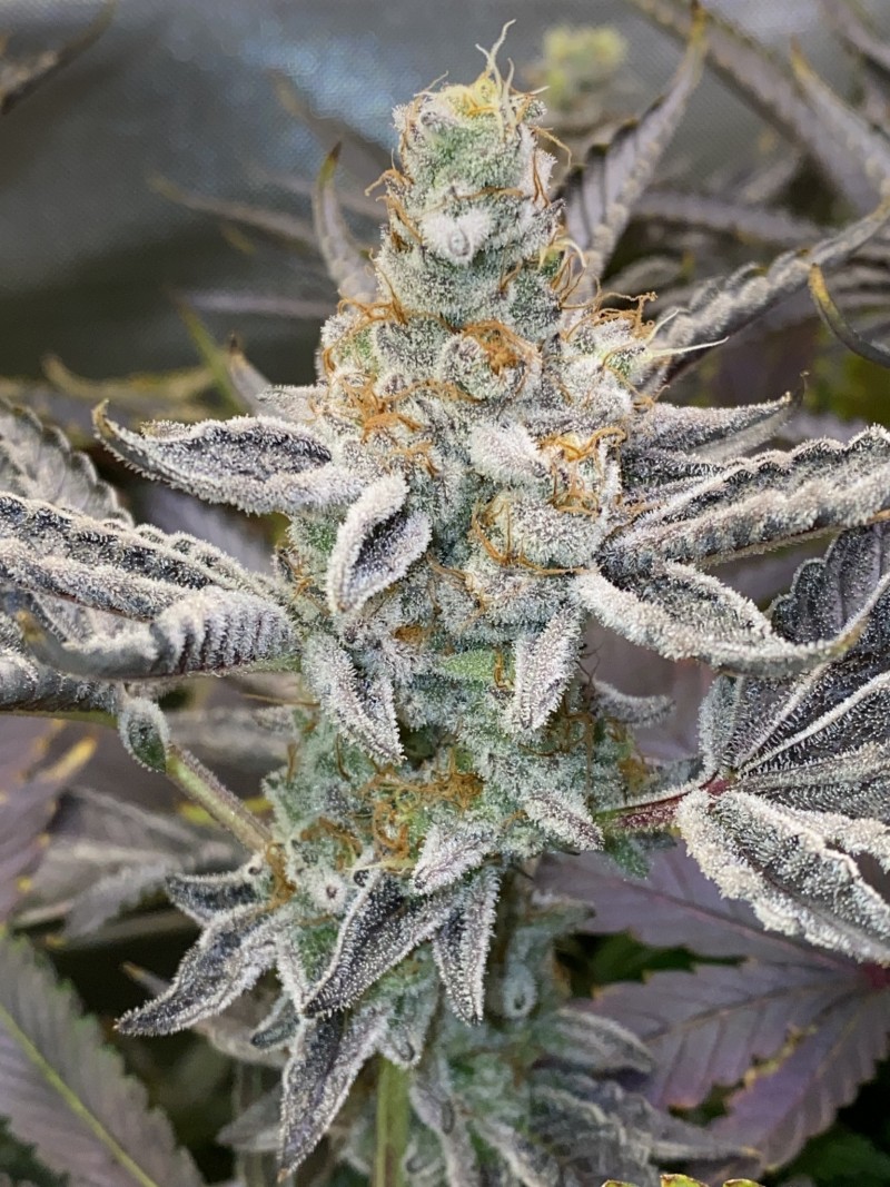 DDED0401-537C-4EC8-85C5-E21D5C0C6153