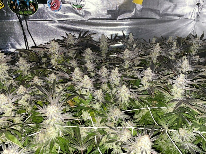 FB79D431-AE2D-419D-8BED-EE535DB9DB9C