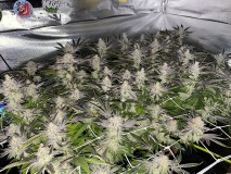 C1203B8D-A72A-4554-8E3A-1A932B9BC1B4