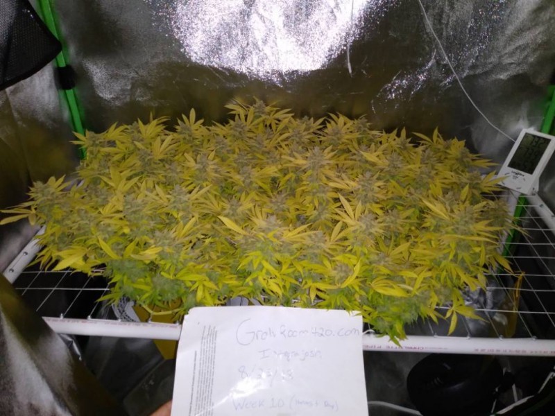 Integrajosh POTM Aug 2018