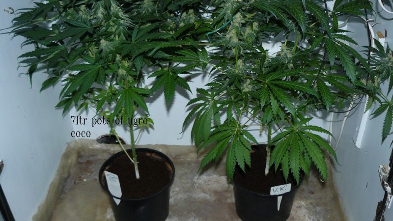 drobes sunroom etc 033