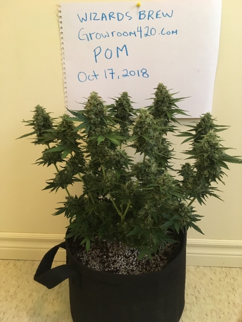 Wizardsbrew POTM Oct 2018