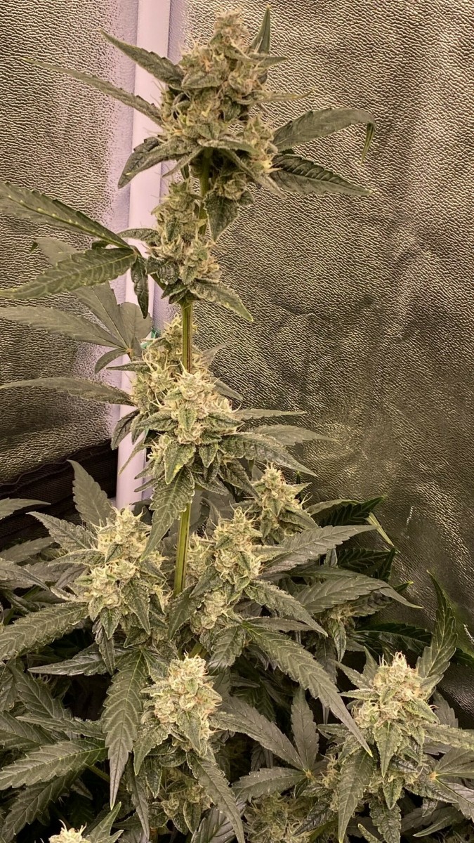 Amphetamine Auto - day 50 from seed.