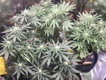 C0CA5F82-BB3A-4B30-8356-4BB08DD88E9E