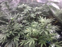 7AFBD335-36E7-4363-91B1-90B3BFE31CEA