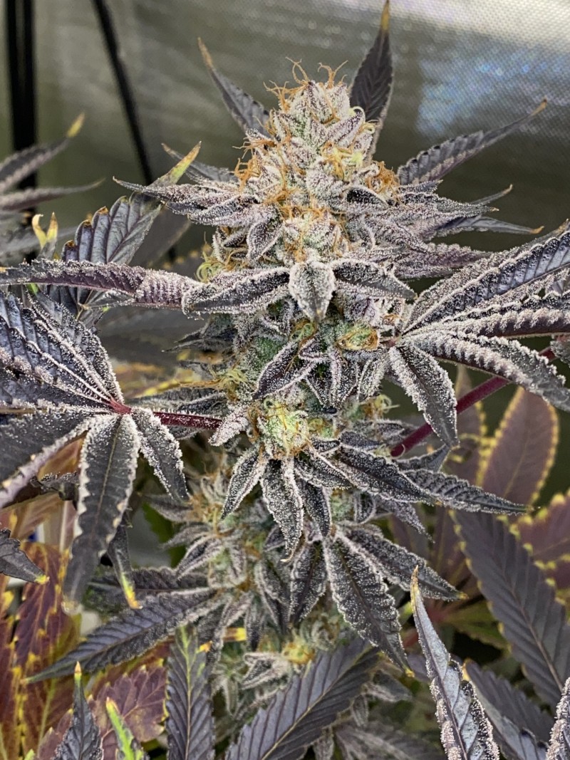 C1C2511F-E909-4FA4-A3A2-8D46A88FCA6C