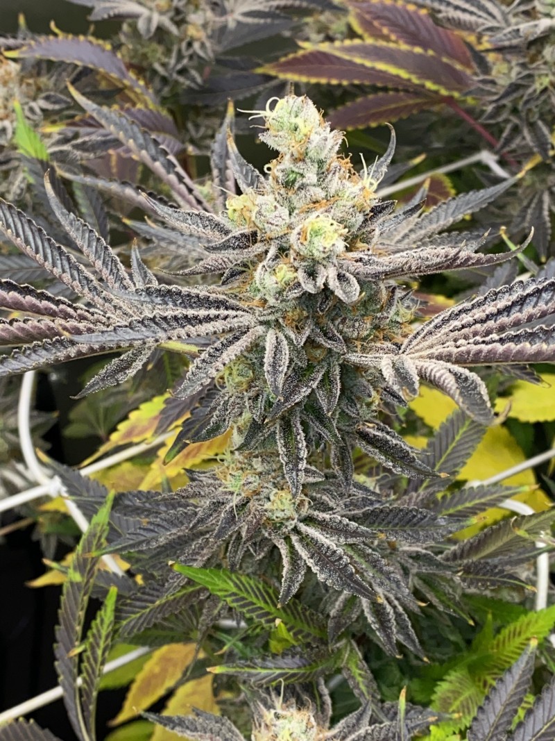 54D9A968-E0CE-4BE3-8719-FEC40A522B2D