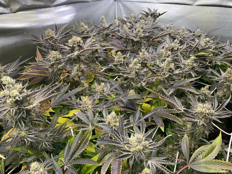 107BDF53-E0C5-49AD-B159-691B1E535275