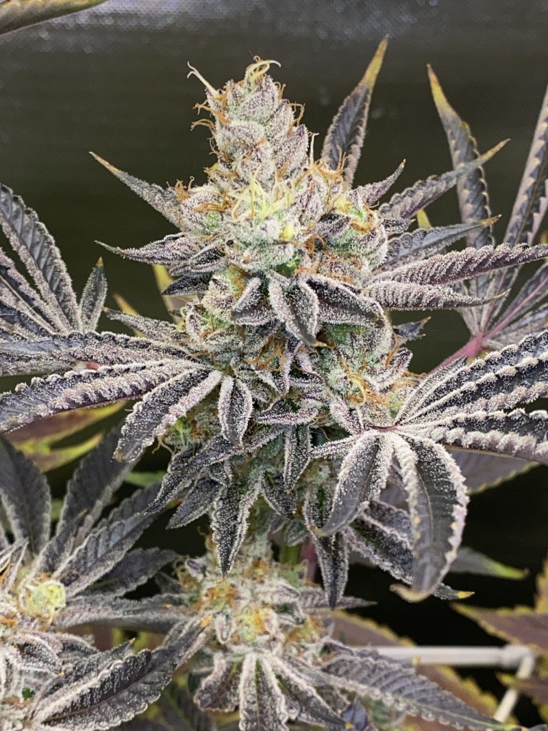 4F9DBD7C-3550-43E3-BF4C-4E4394996F7B