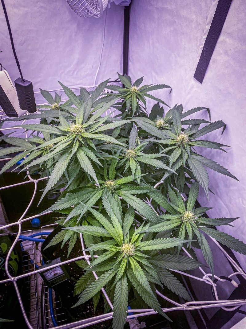 54A6C018-5702-490A-90AA-FF56A24A5350