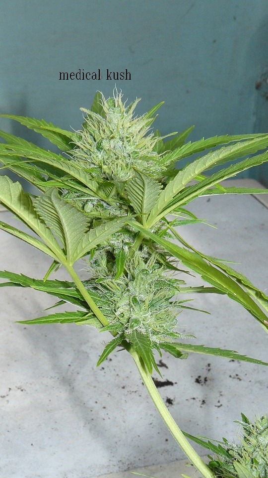 medical kush outdoor 006